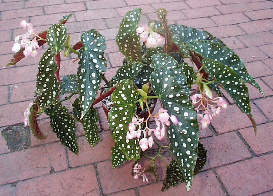 B. ‘Matchmaker’